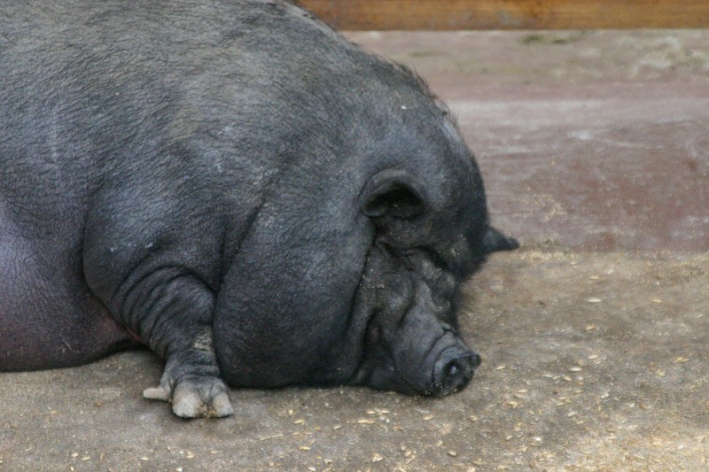 Свинья, похожая на кабана, жилистая и особенно поросшая жесткой черной щетиной