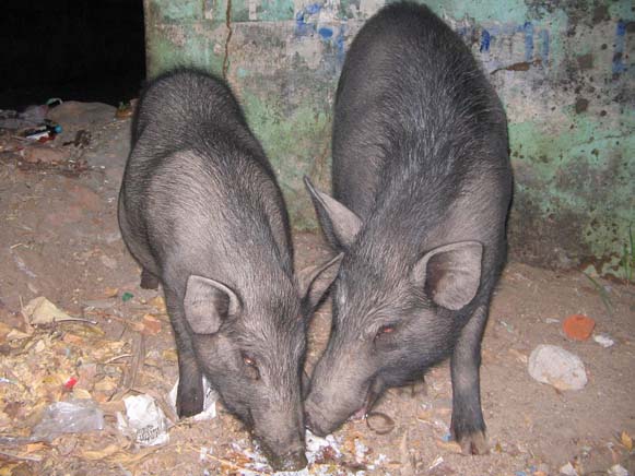 В Индии свиньи поедают испражнения, очищая тем самым территорию.